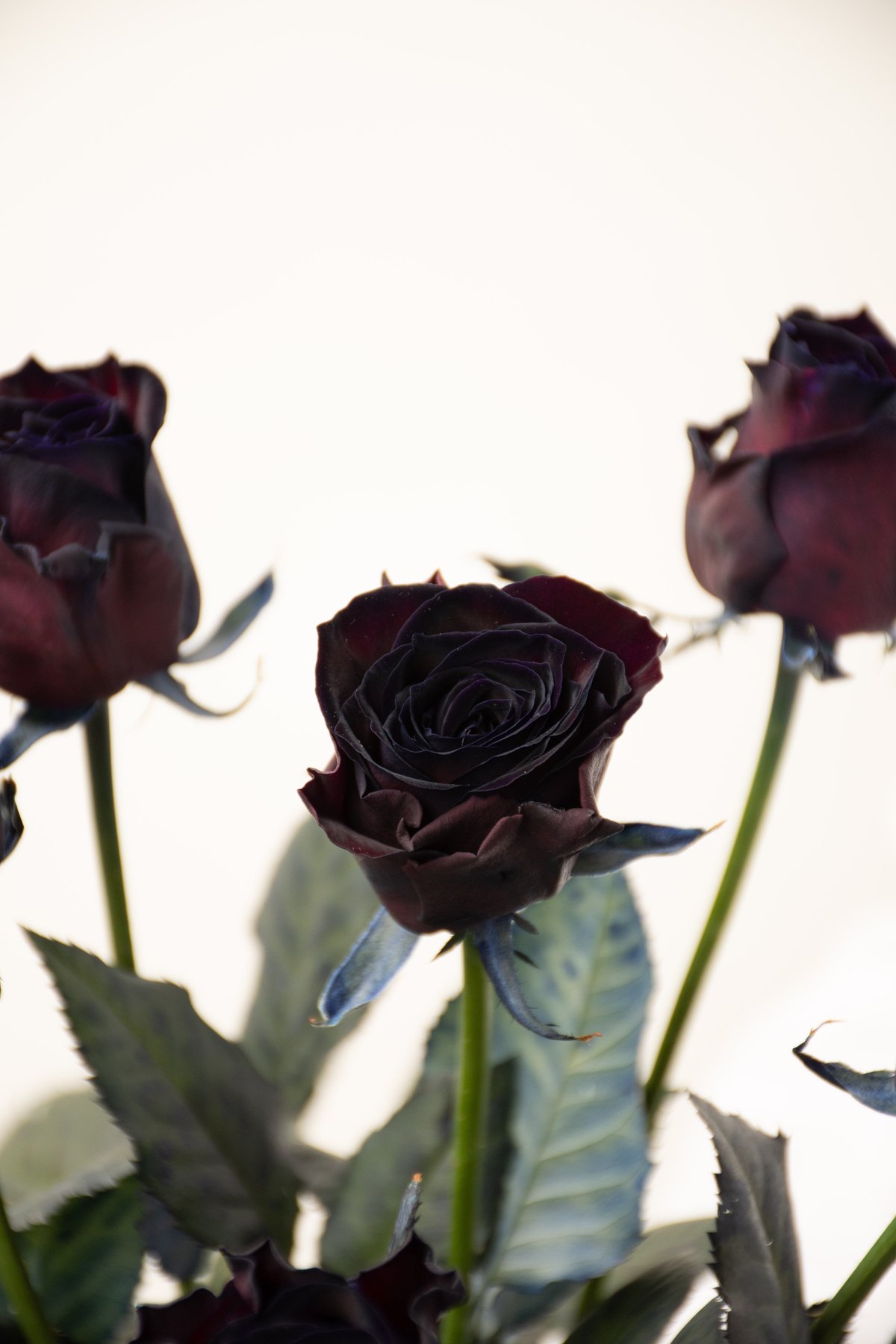 バラ「アマダブラック」 | tokyo_shokubutsu_zufu