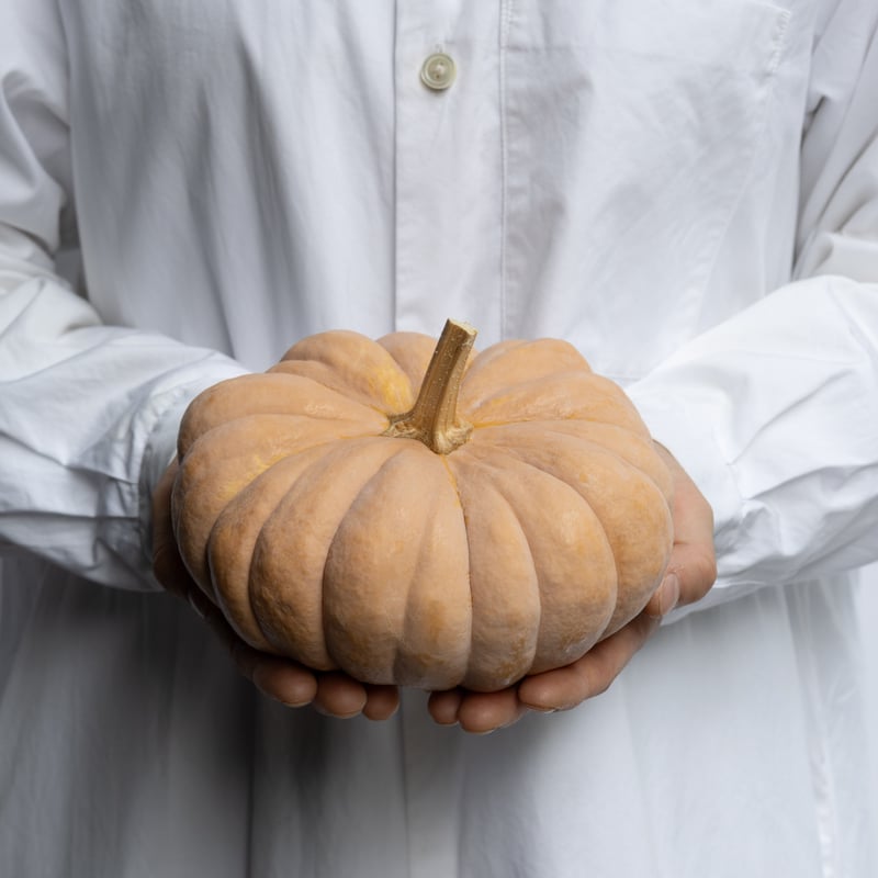 カボチャ「ジェームスクラウン」 | tokyo_shokubutsu_zufu