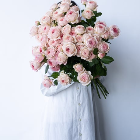 CATEGORY バラ | tokyo_shokubutsu_zufu