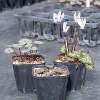 はら園芸「原種シクラメンセット」