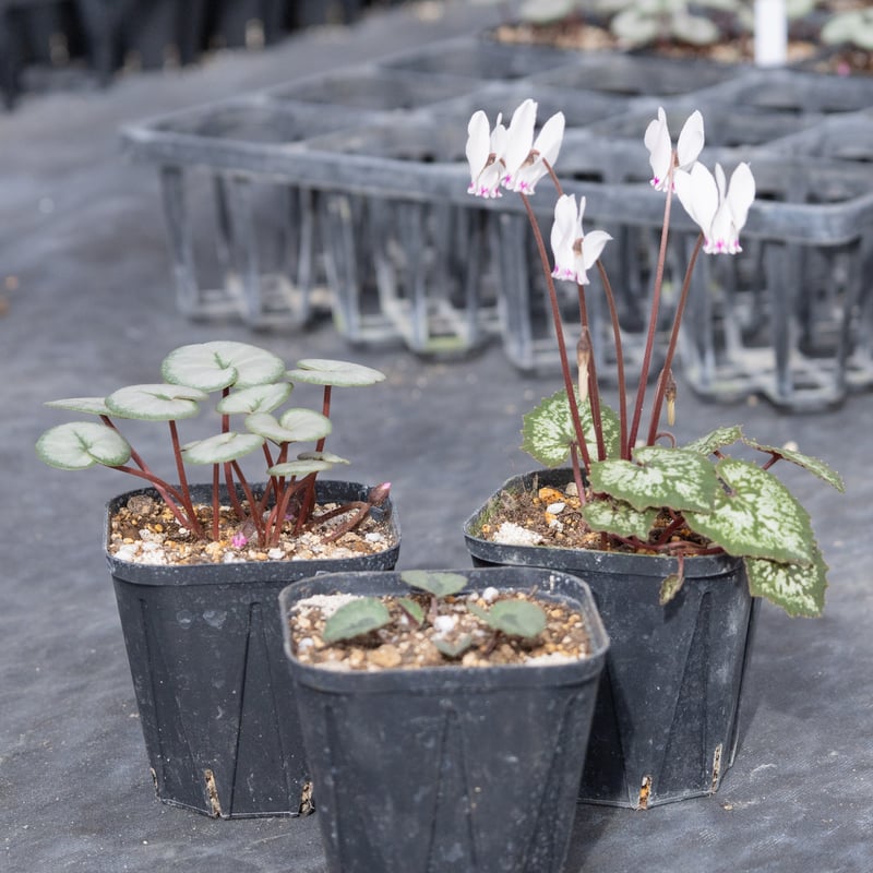 はら園芸「原種シクラメンセット」 | tokyo_shokubutsu_zufu