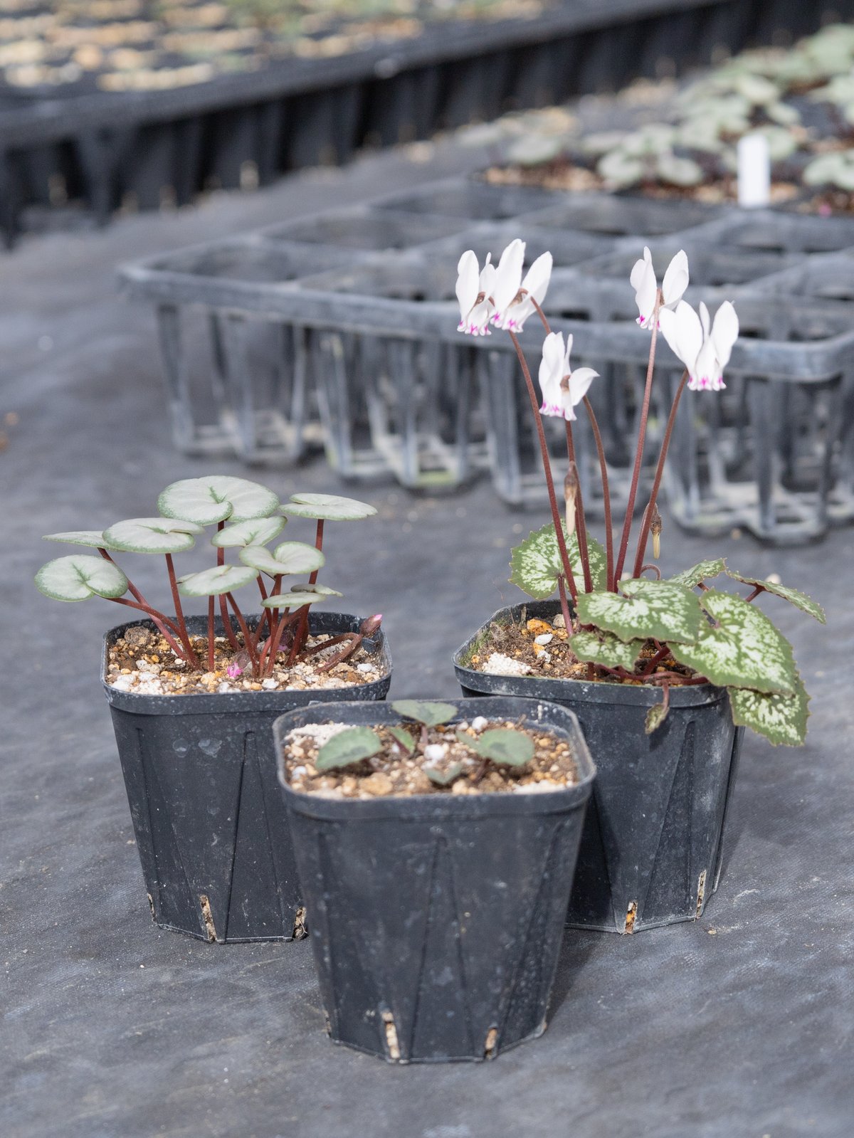 はら園芸「原種シクラメンセット」 | tokyo_shokubutsu_zufu