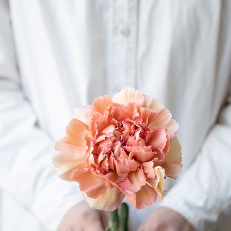 カーネーション「マキアート」 | tokyo_shokubutsu_zufu