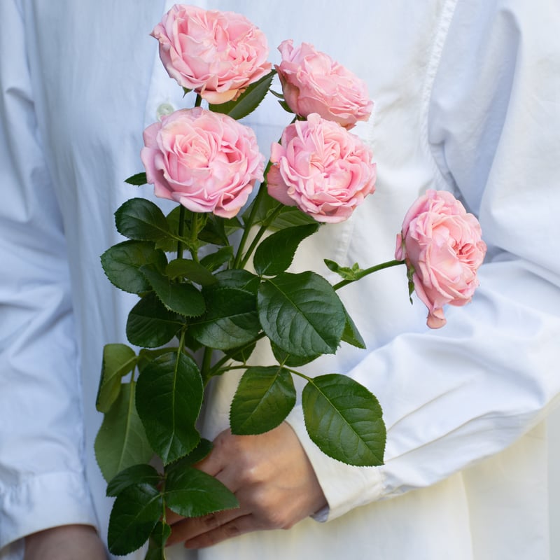 バラ「ジェントルフロウ」 | tokyo_shokubutsu_zufu