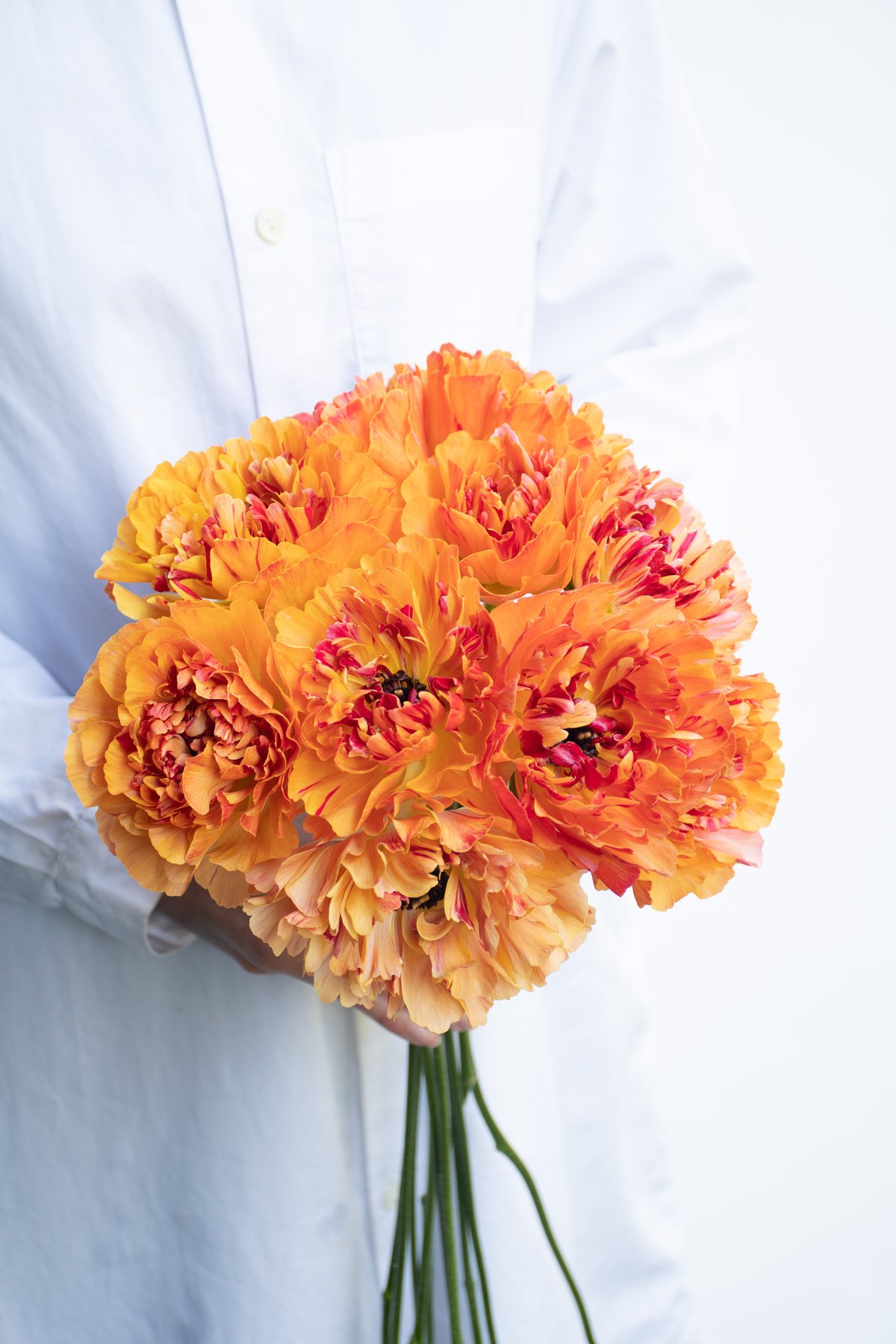 ラナンキュラス「シャルロットミックス」 | tokyo_shokubutsu_zufu