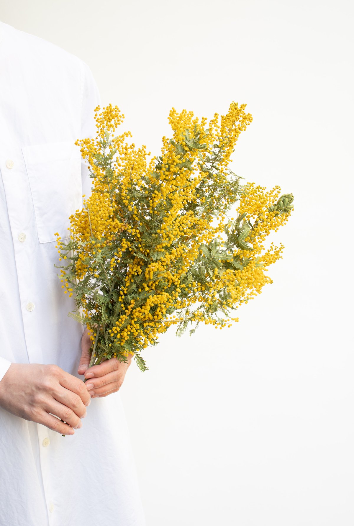 ミモザドライフラワー ミモザドライフラワー