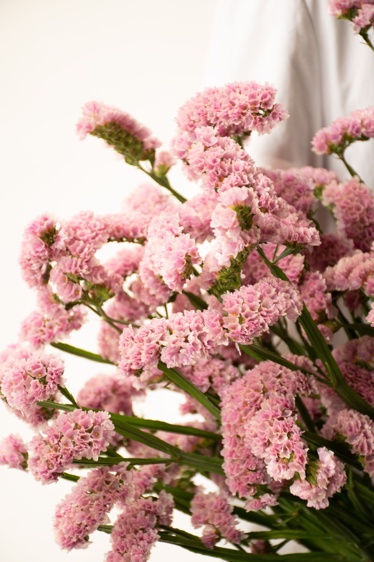 ドライフラワー❇️スターチス ソロモン❣️ ドライフラワー❇️スターチス ソロモン❣️ - メルカリ