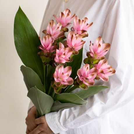 ソテツ クローバーページ ソテツ 斑入り ソテツ クローバーページ