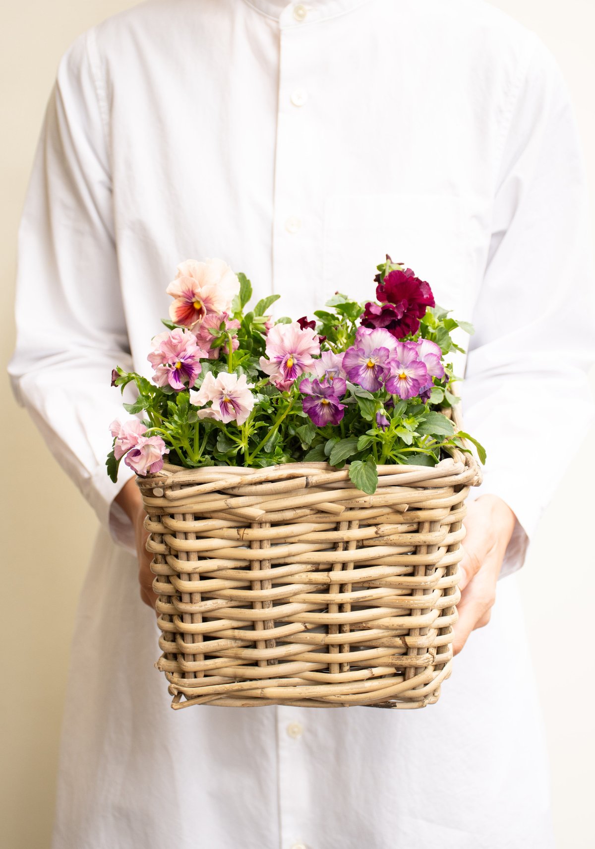 パンジービオラ「ミックス」 | tokyo_shokubutsu_zufu