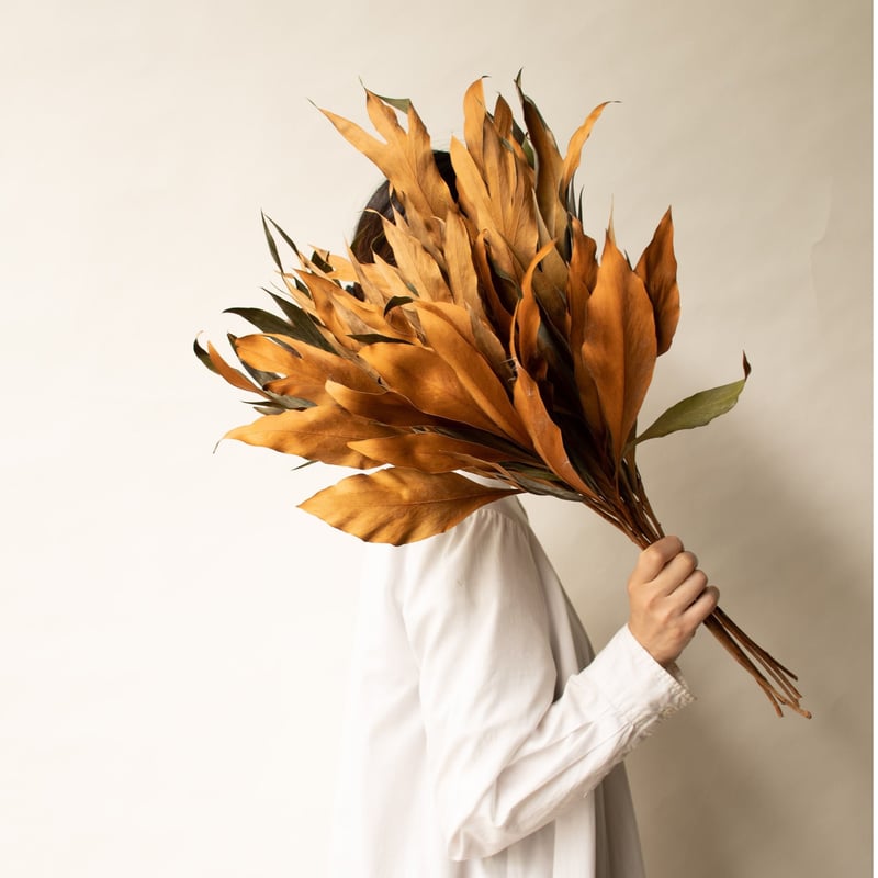 グレビレア「バイレアナ」 | tokyo_shokubutsu_zufu