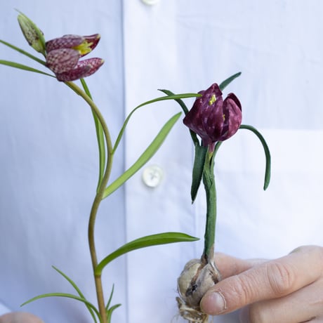 feltico×東京植物図譜「フリチラリアのブローチ＋球根ミックス」