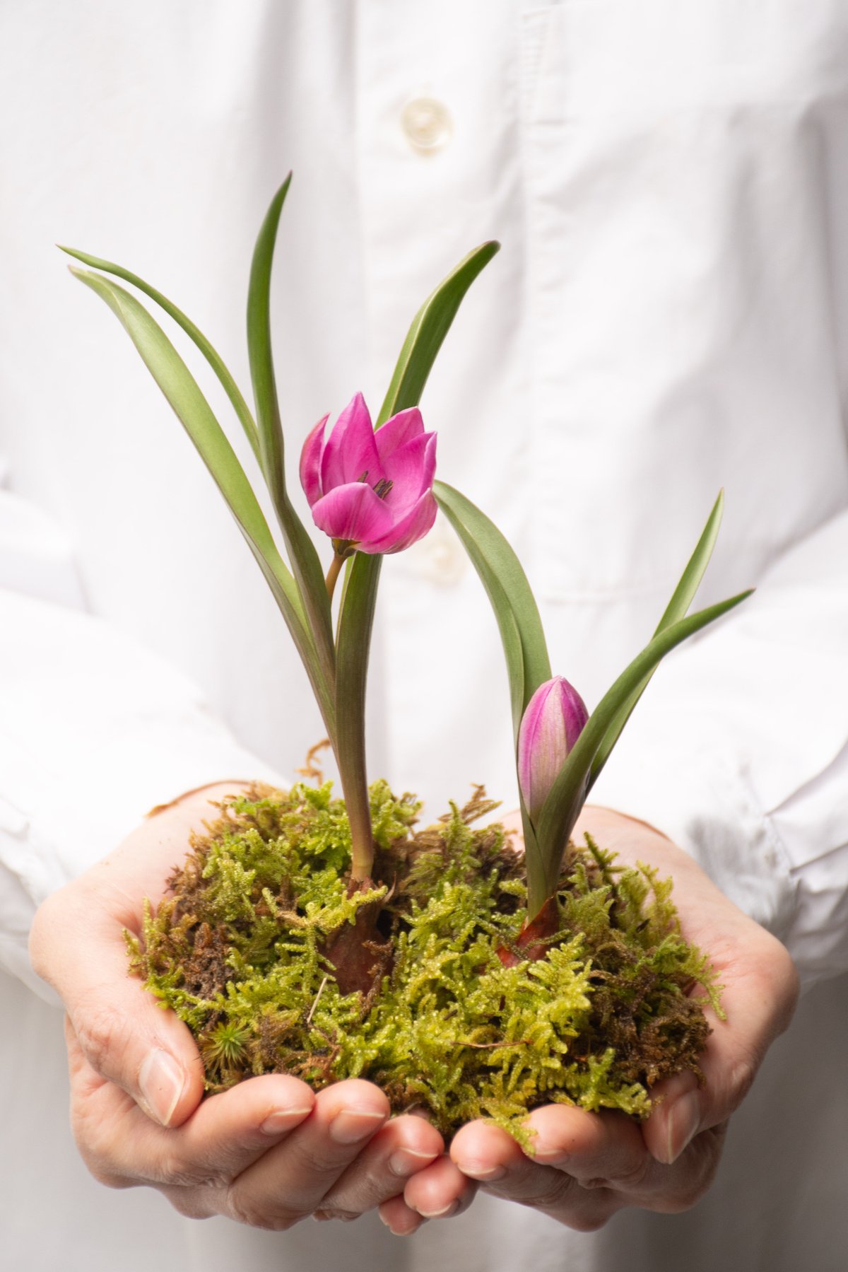 海苔 340_7340___________.png