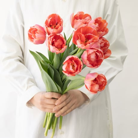 CATEGORY チューリップ | tokyo_shokubutsu_zufu