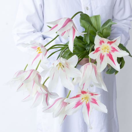 CATEGORY チューリップ | tokyo_shokubutsu_zufu