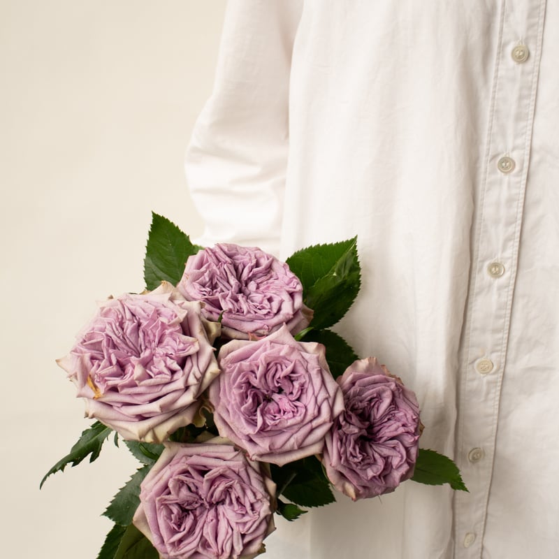 バラ「ドルチェット」 | tokyo_shokubutsu_zufu