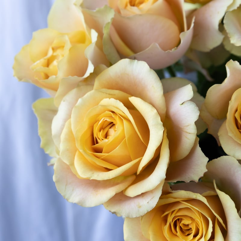 バラ「堀木園芸 サウザンドマイルズ」 | tokyo_shokubutsu_zufu