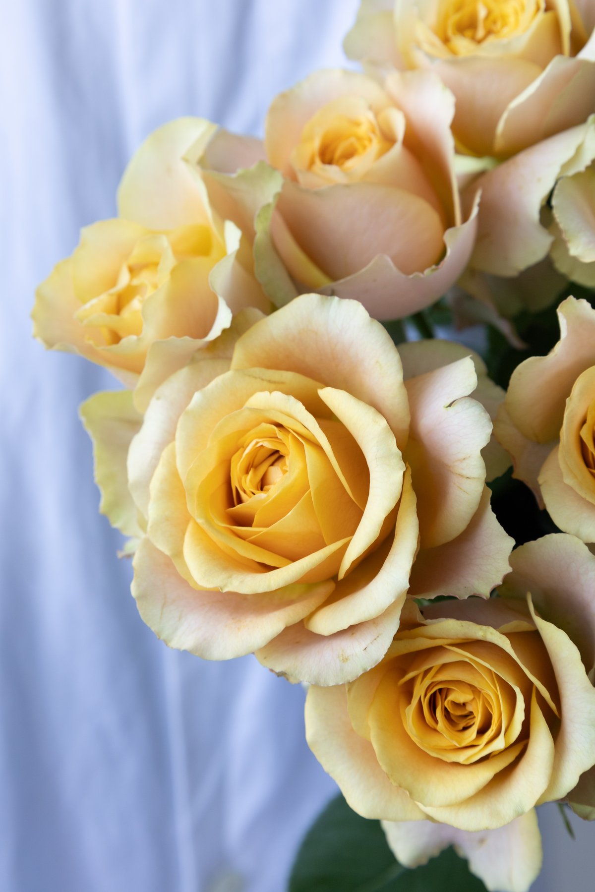 バラ「堀木園芸 サウザンドマイルズ」 | tokyo_shokubutsu_zufu