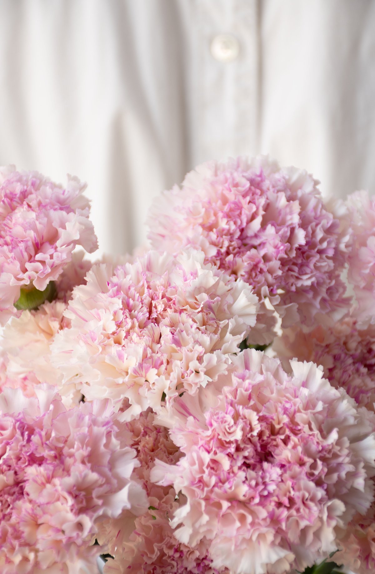 カーネーション「シャララライト＆シャララピコ」 | tokyo_shokubutsu_zufu