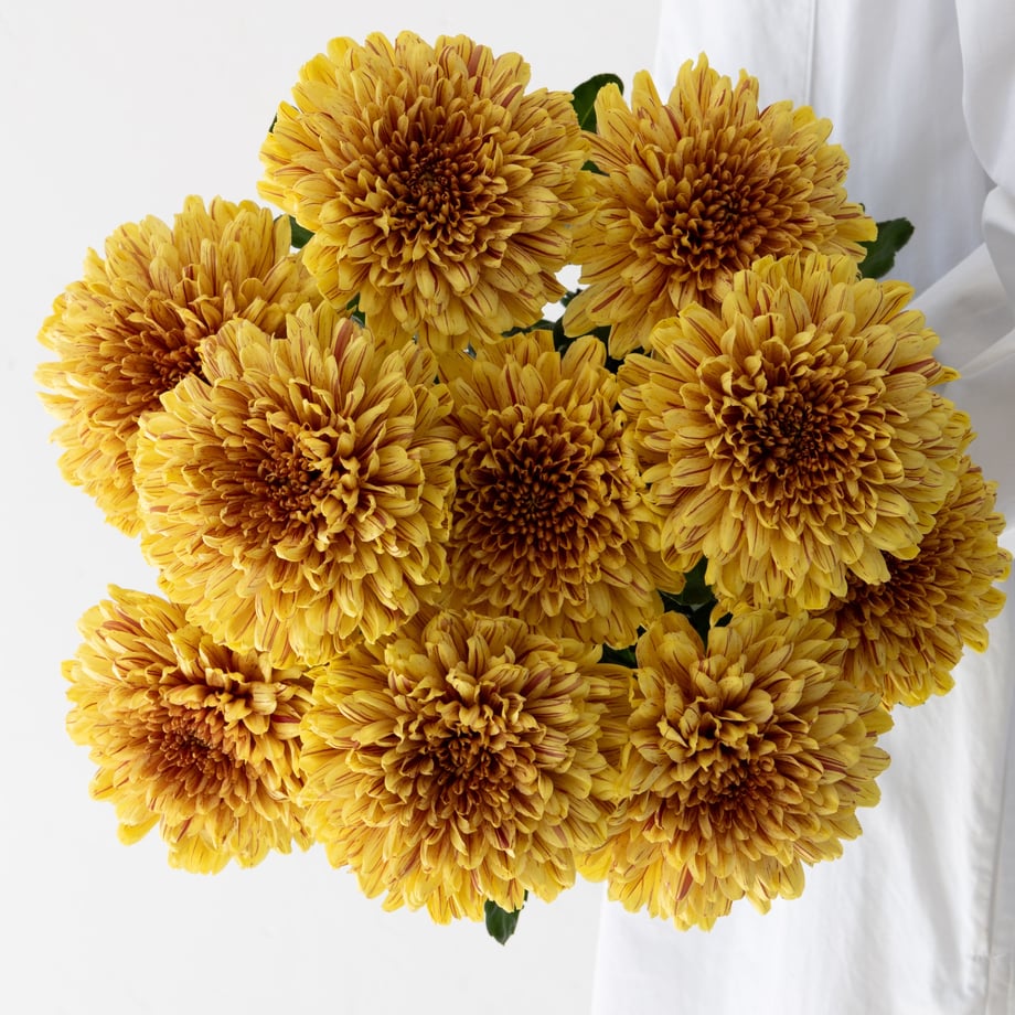 6512ae593e0c06065bee0805