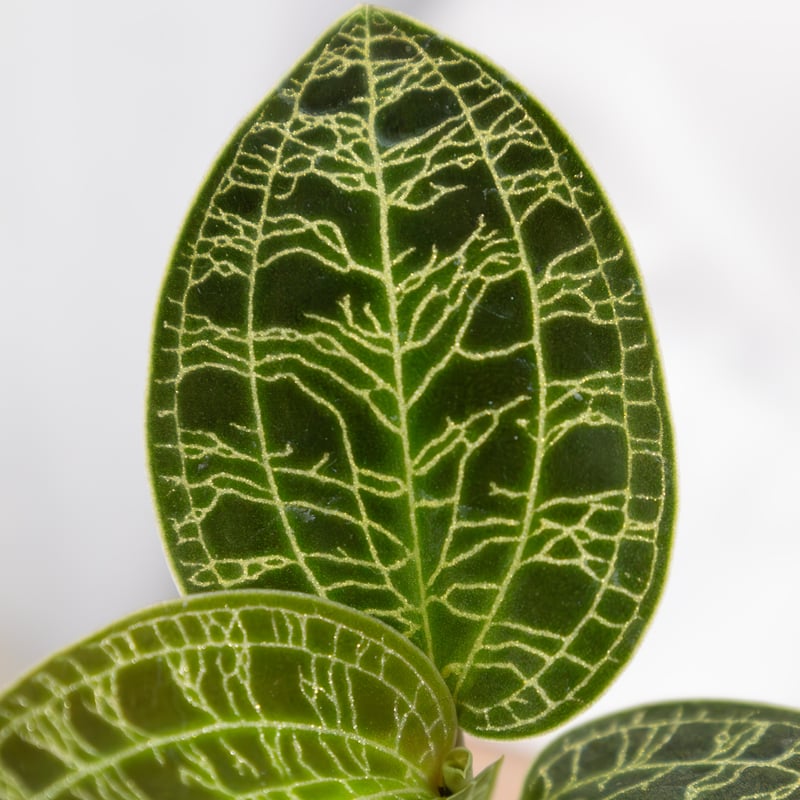 鉢物「ジュエルオーキッドセット」 | tokyo_shokubutsu_zufu