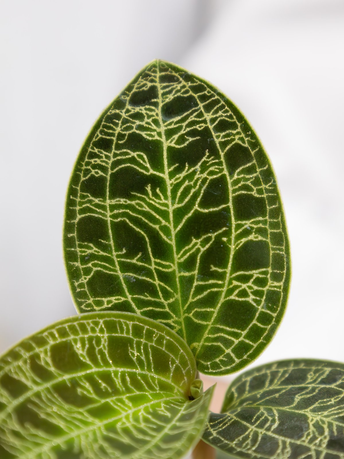 パルナシウス・アッコ・ゴエルグネリ（チベット産、オス） パルナシウス・アッコ・ゴエルグネリ（チベット産、オス