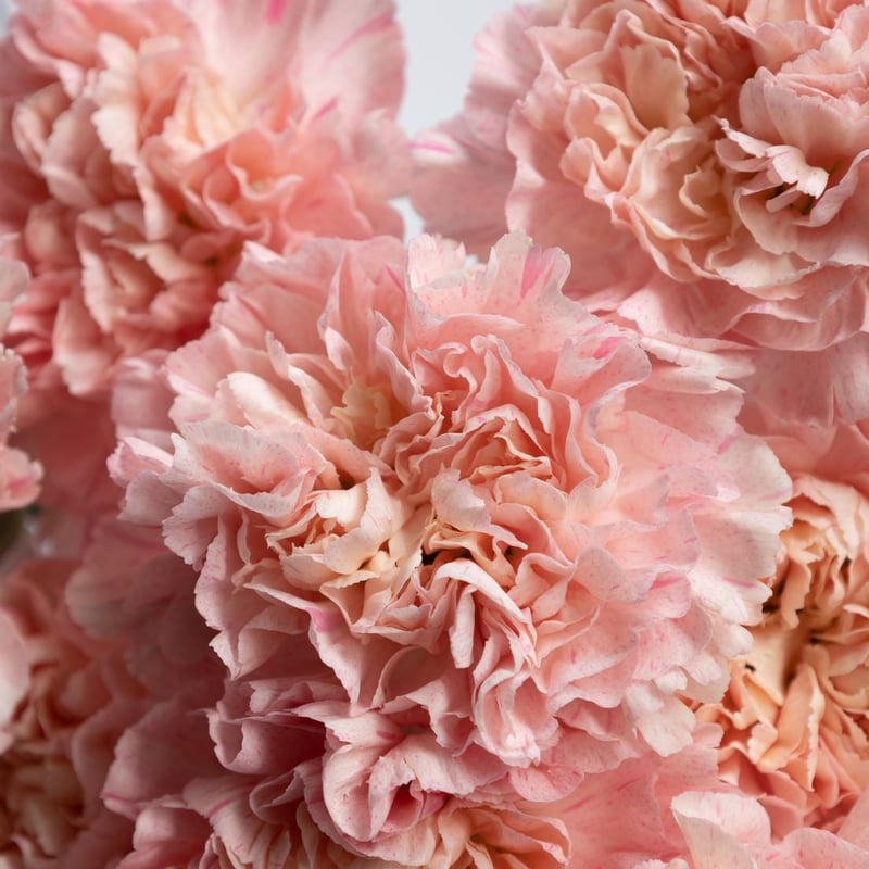 カーネーション「サクラミナミ」 | tokyo_shokubutsu_zufu