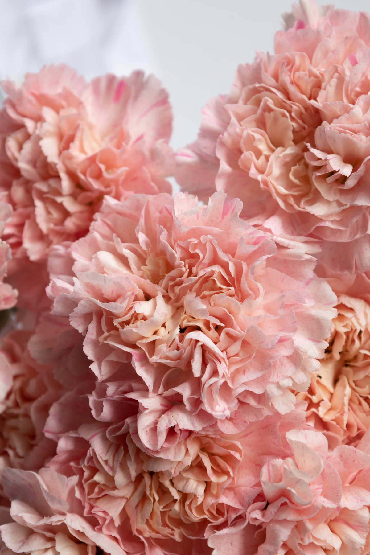 カーネーション「サクラミナミ」 | tokyo_shokubutsu_zufu