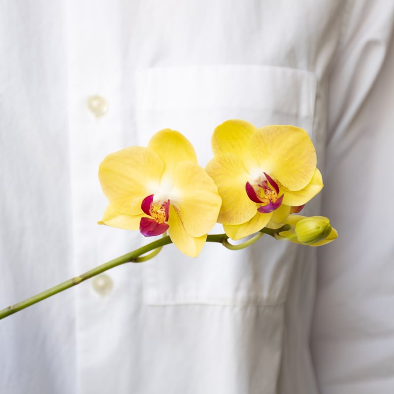 ミディファレノ 「ミックス」 | tokyo_shokubutsu_zufu