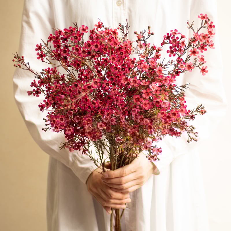 ワックスフラワー 「ティントレッド」 | tokyo_shokubutsu_zufu