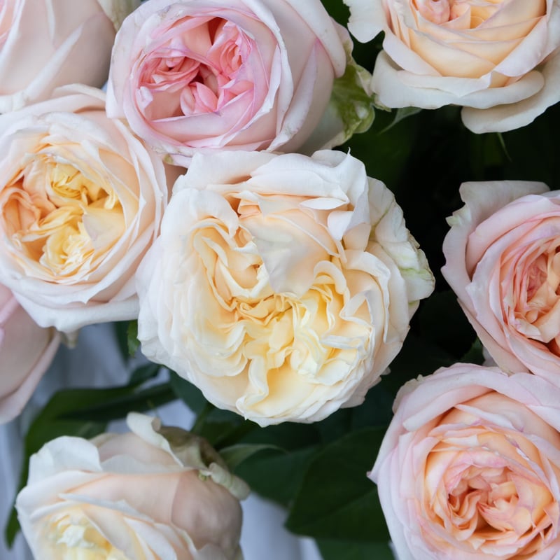 バラ「アンジェリークロマンチカ」 | tokyo_shokubutsu_zufu