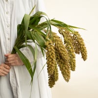 ドライフラワー「スターチス」 | tokyo_shokubutsu_zufu