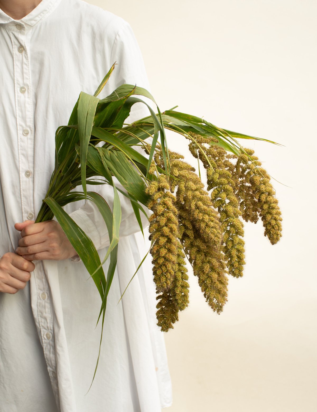 ドライフラワー「あわ」 | tokyo_shokubutsu_zufu