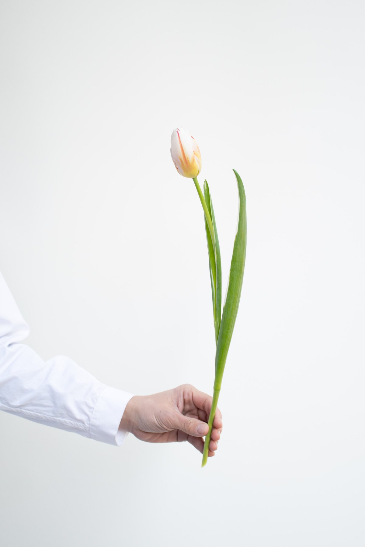 チューリップの花 赤、白、黄色だけじゃない！チューリップの美しく艶やかな世界を見に行