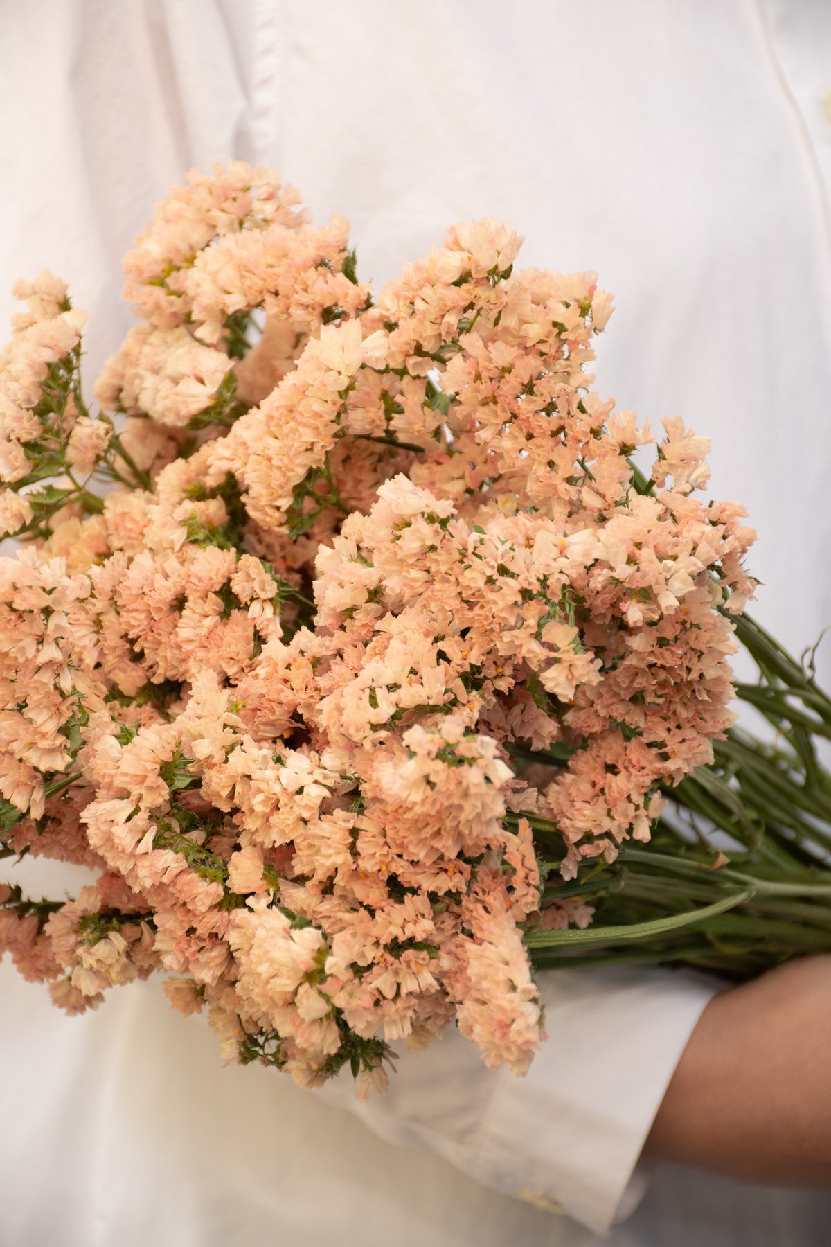 スターチス「ハニーアプリ」 | tokyo_shokubutsu_zufu