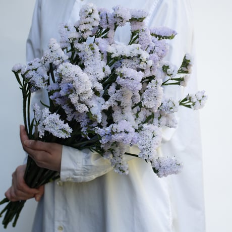 CATEGORY スターチス | tokyo_shokubutsu_zufu