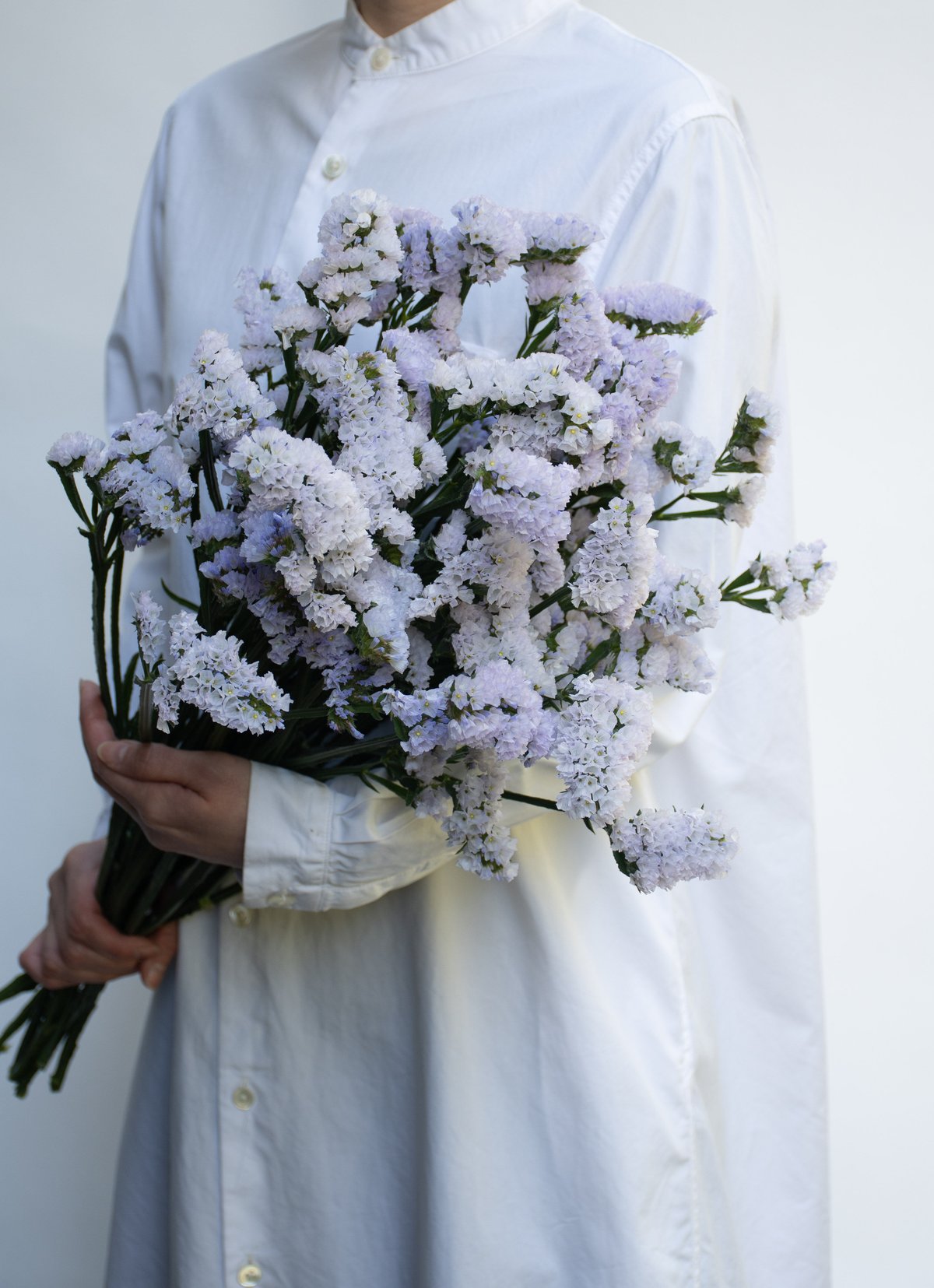 スターチス「シースルーホワイト」 | tokyo_shokubutsu_zufu