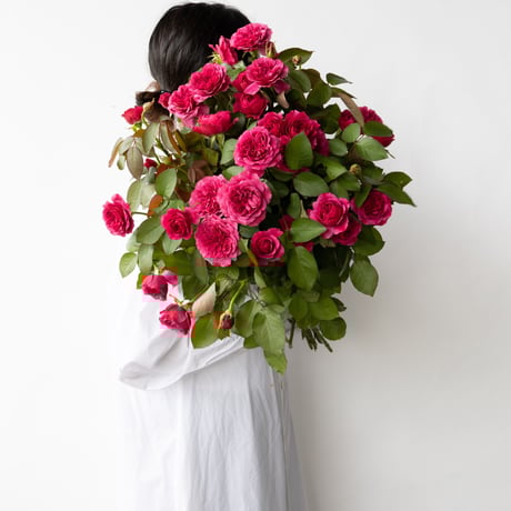 CATEGORY バラ | tokyo_shokubutsu_zufu