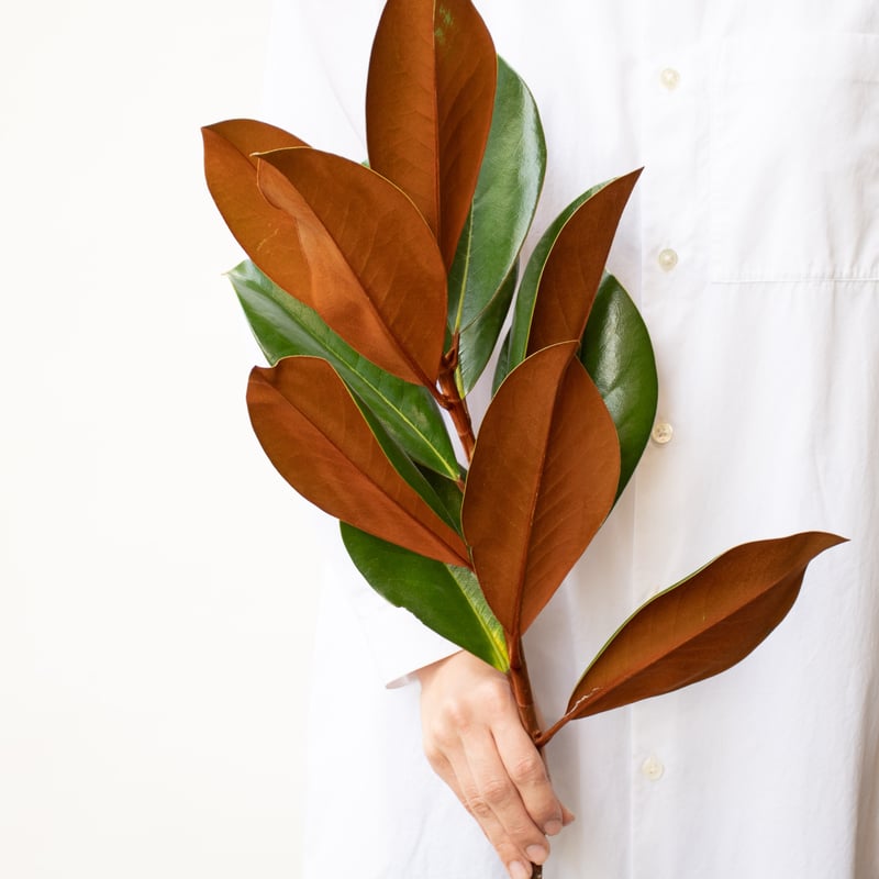 ドライフラワー❇️マグノリア❣️ ドライフラワー］マグノリア商品ページ - 土と風の植物園