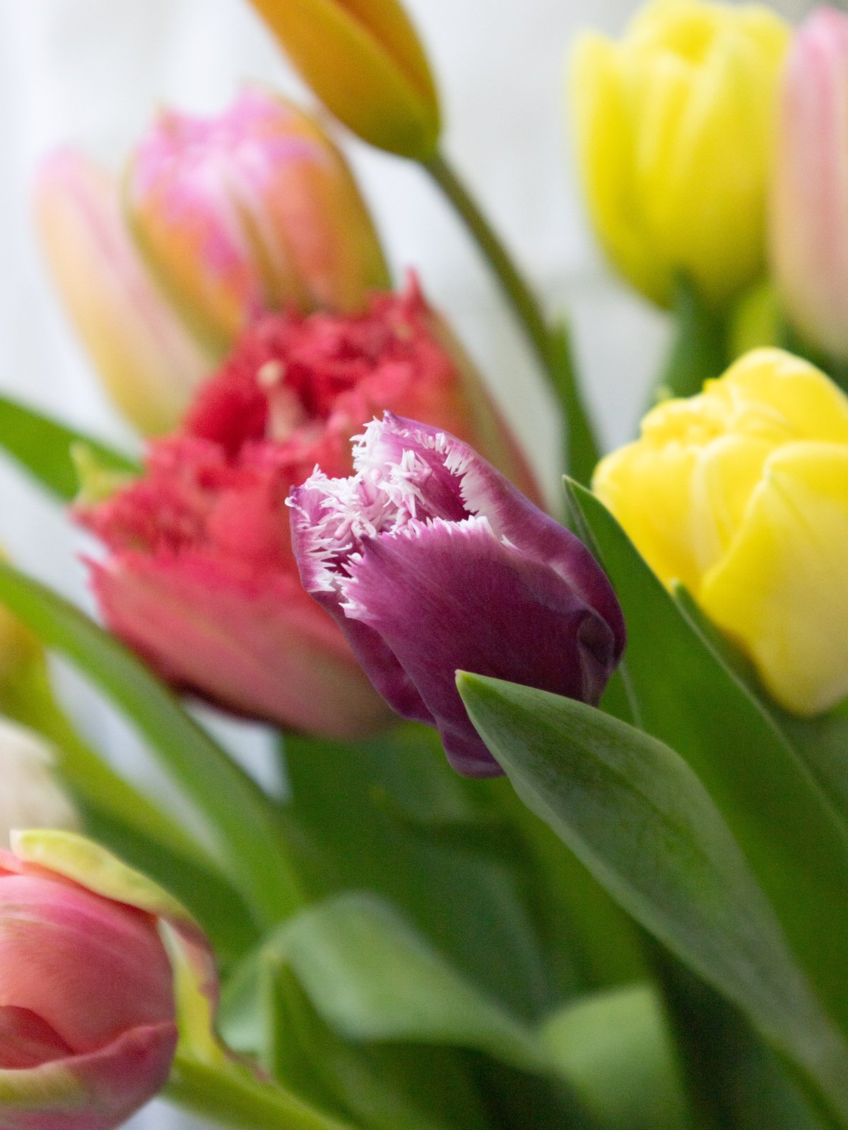 チューリップ「ミックス」 | tokyo_shokubutsu_zufu