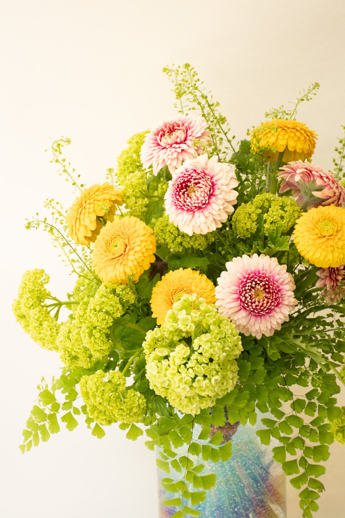 ガーベラ「ダナダナ&メリメリ」 tokyo_shokubutsu_zufu