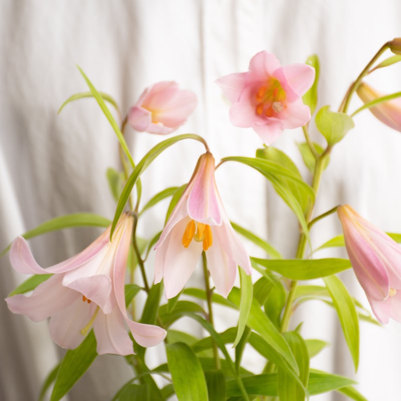 乙女ユリ | tokyo_shokubutsu_zufu