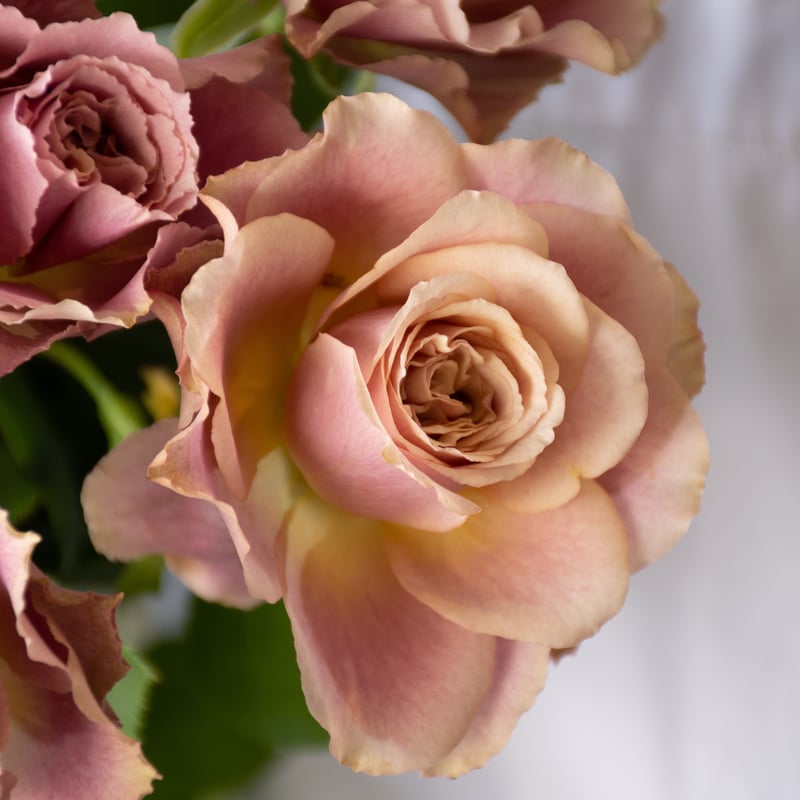 丸く仕立てた綺麗なバラの木、販売中です！ 楽天市場】四季咲き強香