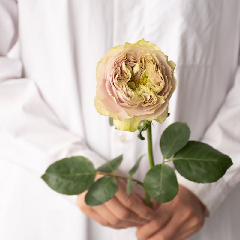 堀木園芸「オールウェイズオンユアサイド」 | tokyo_shokubutsu_zufu