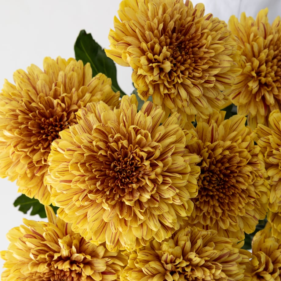 6512ae593e0c06065bee0805