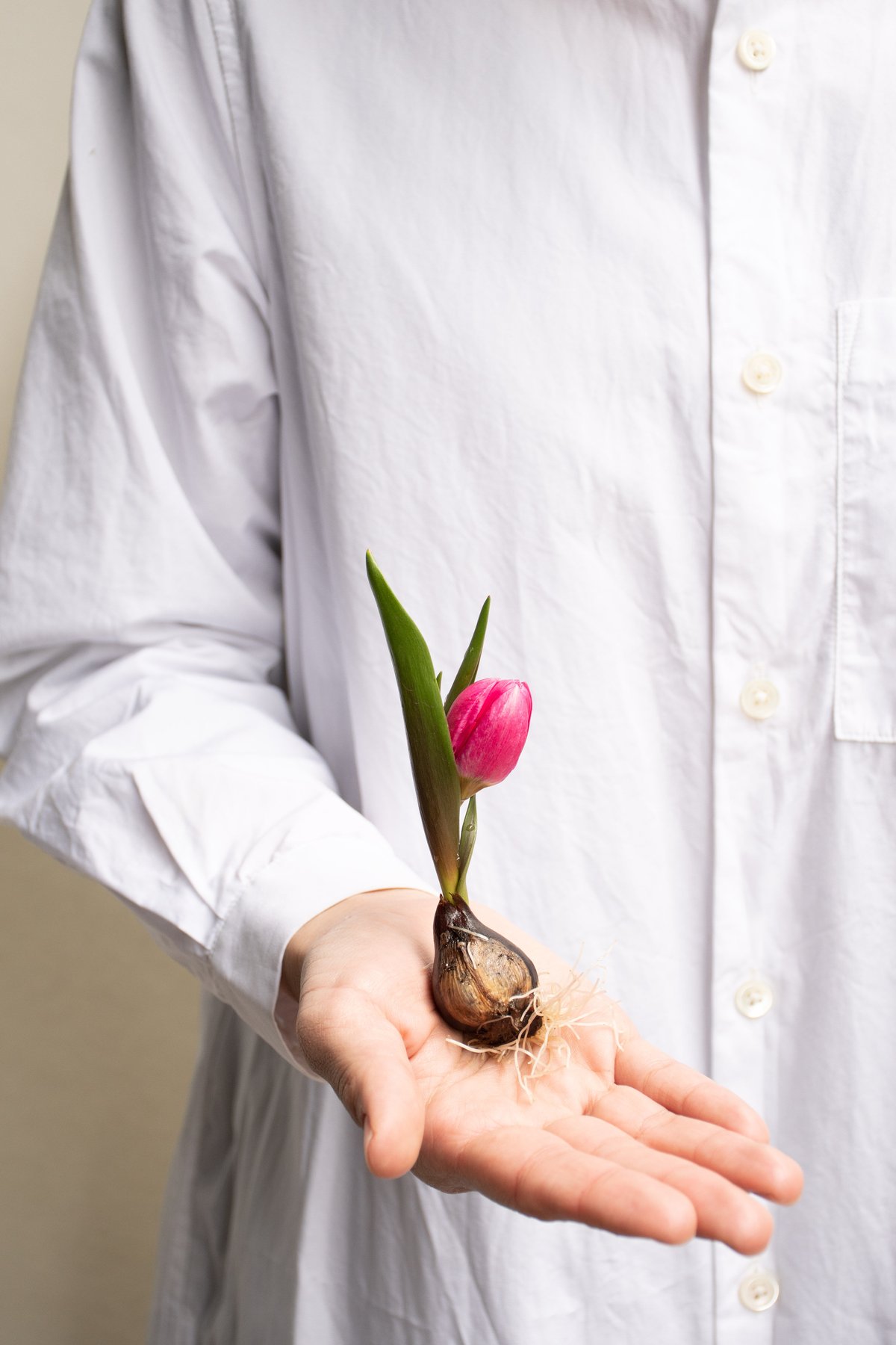 チューリップ「ブラックベース」 | tokyo_shokubutsu_zufu