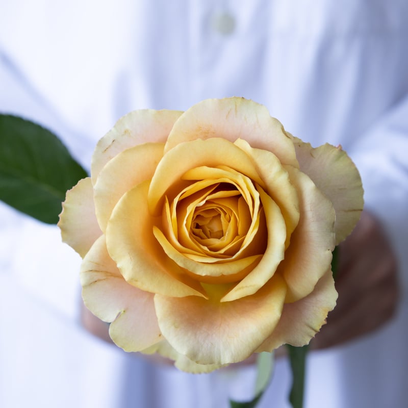 ザマイラ ◎ 化粧品 / バラ売り / 中古 バラ「堀木園芸 サウザンドマイルズ」 | tokyo_shokubutsu_zufu