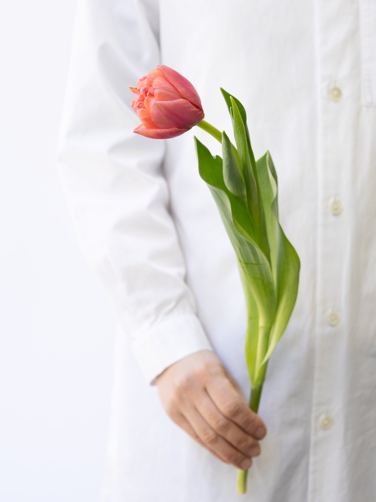 チューリップ「ミックス」 | tokyo_shokubutsu_zufu