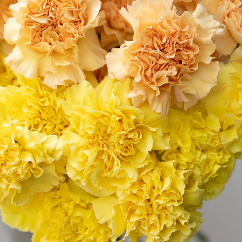 カーネーション「ミモザ・モナリザオレンジ」&「ゼラニューム