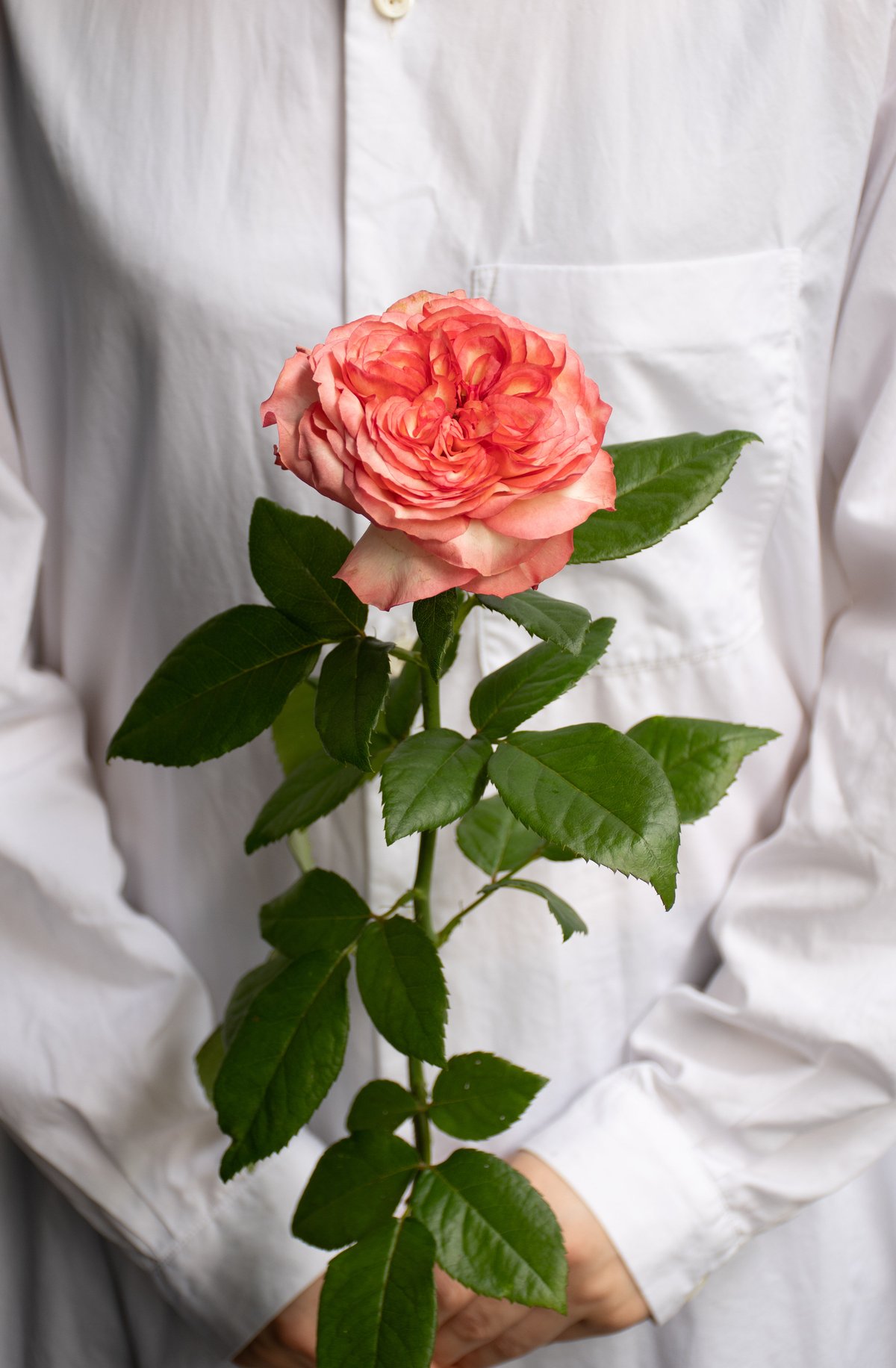 バラ「スタートレック」 | tokyo_shokubutsu_zufu