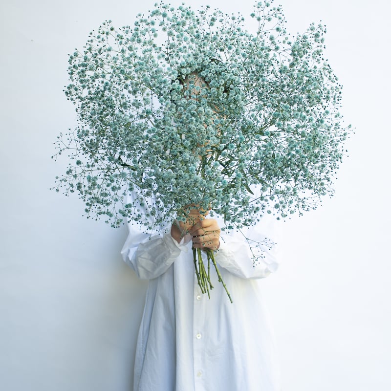 カスミソウ「ブルーグリーン」 | tokyo_shokubutsu_zufu